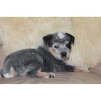 Merrill Cattle Company Australian Cattle Dogs Australian Cattle Dog breeder