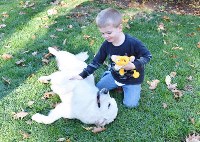 Icewind Golden Retriever breeder