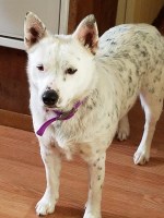 PAWZUP Farm, llc Australian Cattle Dog breeder