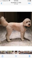 Sheldon Kabaker - Goldendoodle Stud