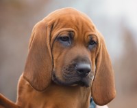 Redbone Coonhound thumbnail