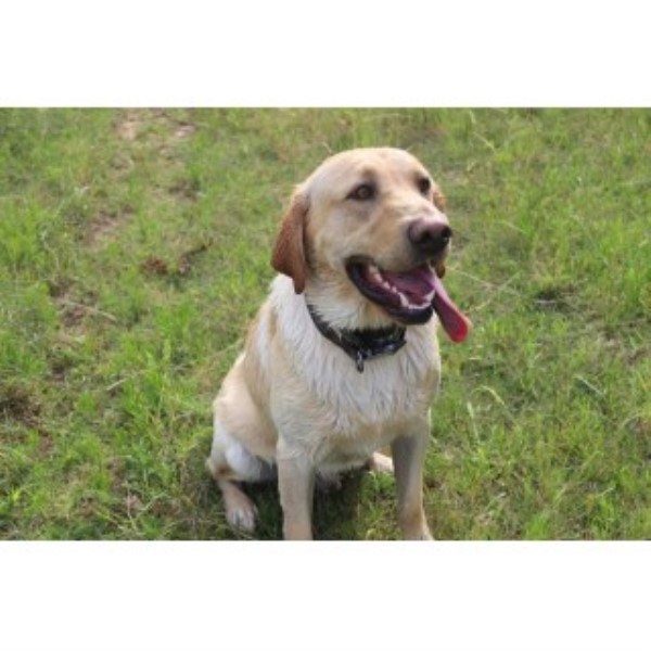 Duck Master Dogs Labrador Retriever Breeder In Ada Oklahoma