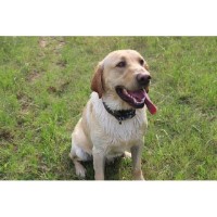 Duck Master Dogs Labrador Retriever breeder