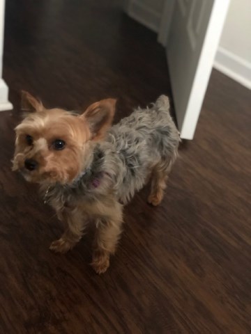 Yorkshire Terrier Stud 26692