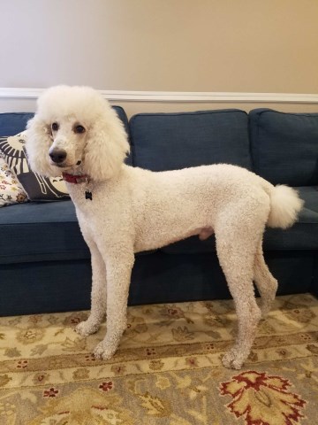 Poodle Standard Stud 26630