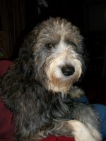 Deb Raught - Australian Shepherd Dog Stud