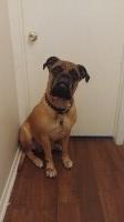 John H. - Bullmastiff Stud