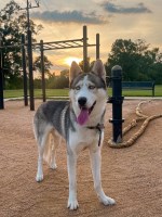 Yana Yefimova - Siberian Husky Breeder Siberian Husky breeder