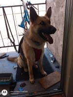 Phantoms protection K9's