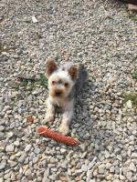 Brandon Payne - Yorkshire Terrier Stud