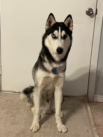 Sweet Siberian Huskies