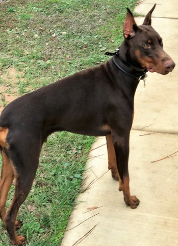 Doberman Pinscher Stud 25597