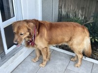 Golden Retriever thumbnail