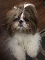 Diann Ford - Shih Tzu Stud
