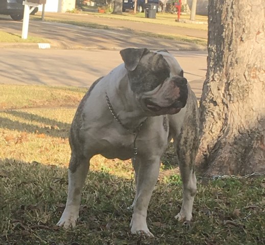 Joseph’s American Bulldog