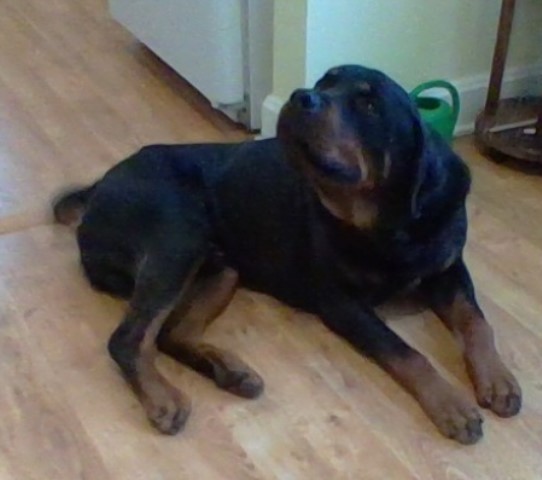 Rottweiler Stud 31210