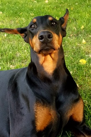 Doberman Pinscher Breeder 26640