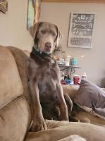 LeAnne Renick - Labrador Retriever Stud