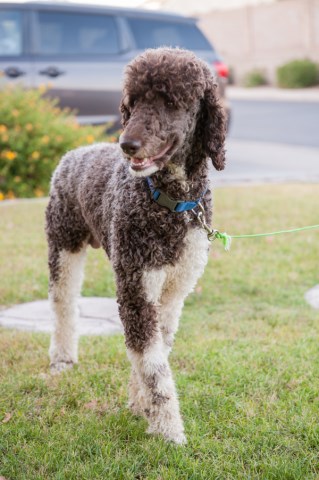 Poodle Standard Stud 27465