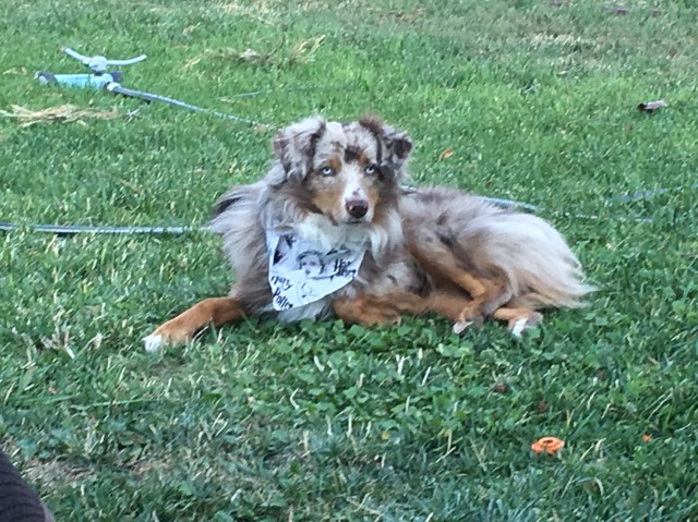 Loyal Companion Mini Aussies