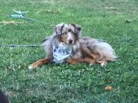 Miniature Australian Shepherd thumbnail