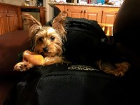 Meng - Yorkshire Terrier Stud