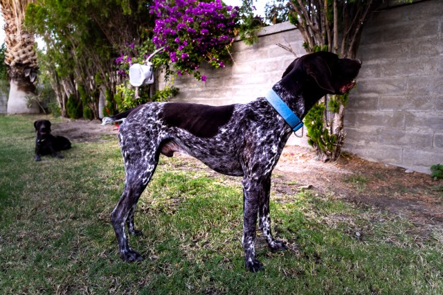 German Shorthaired Pointer Stud 27590