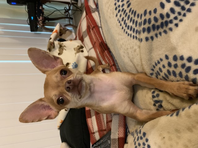 Jaspar’s Stud Service