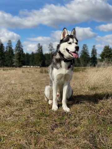 Siberian Husky Stud 29066