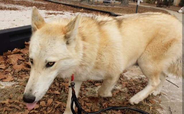 Siberian Husky Stud 27275