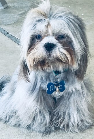 Shih Tzu Stud 25798