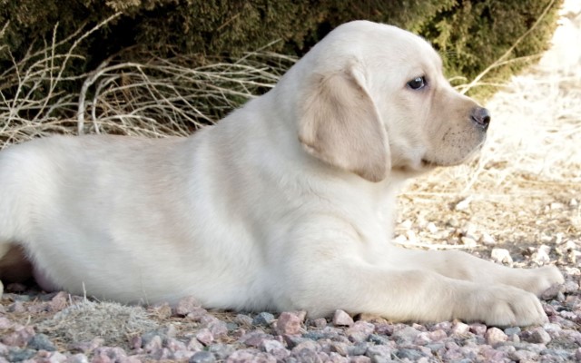 Labrador Retriever Breeder 22079