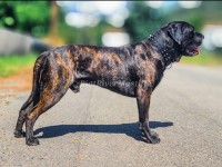 Dannie Riot - Mastiff Stud