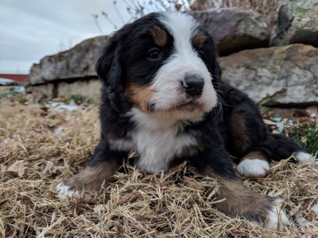 Bernese Mountain Dog Breeder 26012