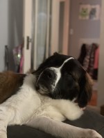 Cherish  Hyland - Saint Bernard Stud