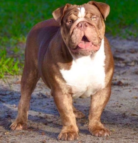 English Bulldog Breeder 25768