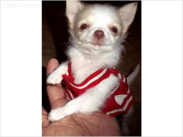 Chihuahua Breeder 29564