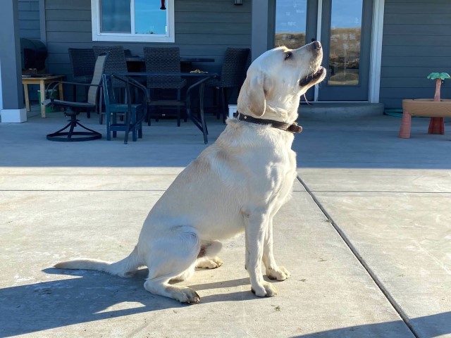 Labrador Retriever Stud 29013