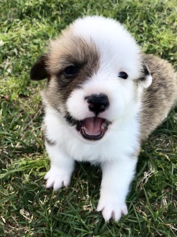 De Loutre' Corgis and Mini Aussies