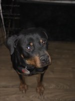 Delvon - Rottweiler Stud