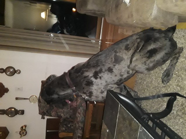 Great Dane Stud 28441