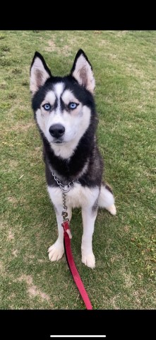 Siberian Husky Stud 31322