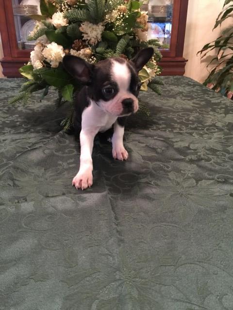 Heirloom Boston Terriers