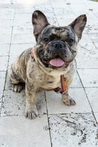 French Bulldog Breeder 31095