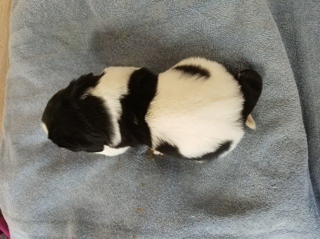 Goosepond Newfoundlands