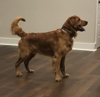 Christa Bottomley - Golden Retriever Stud