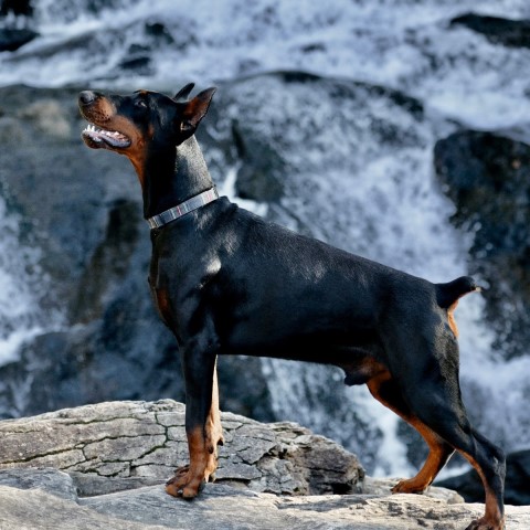 Von Hohenhalla Dobermans