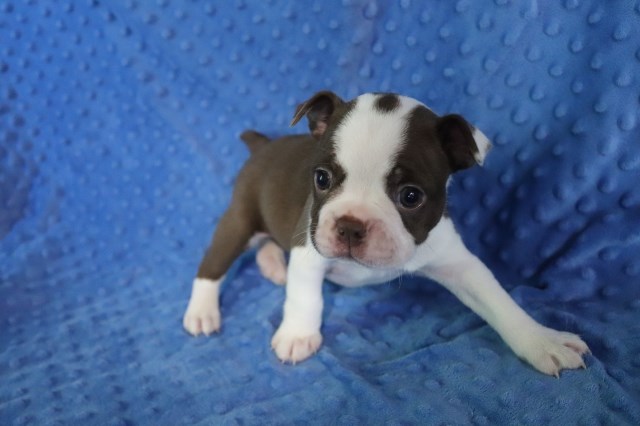 Boston Terrier Breeder 31824