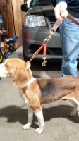 Fourg's Kennels Beagle breeder
