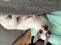 Kerri Hendrick - Chihuahua Stud